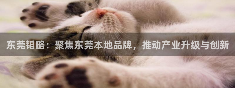 意昂体育4娱乐：东莞韬略：聚焦东莞本地品牌，推动产业