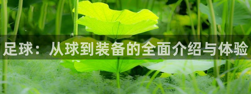 意昂4娱乐平台：足球：从球到装备的全面介绍与体验